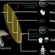 Illustration for article titled These Deep Sea Animals May Be Ediacaran Survivors